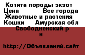 Котята породы экзот › Цена ­ 7 000 - Все города Животные и растения » Кошки   . Амурская обл.,Свободненский р-н